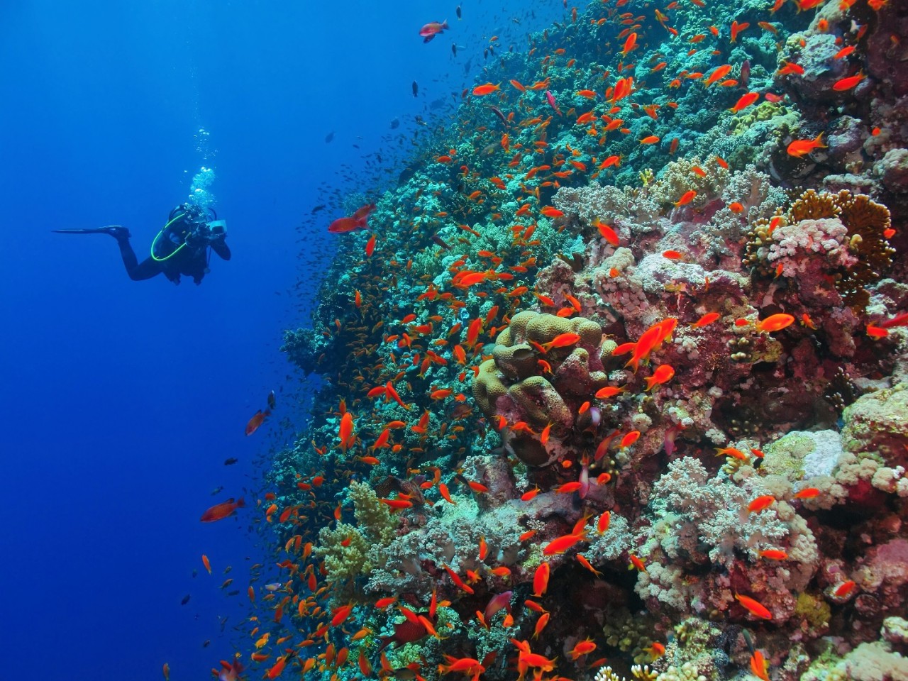  Red Sea Private Boat Tour from Jeddah 